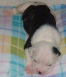 American Bulldog Breeder in Michigan